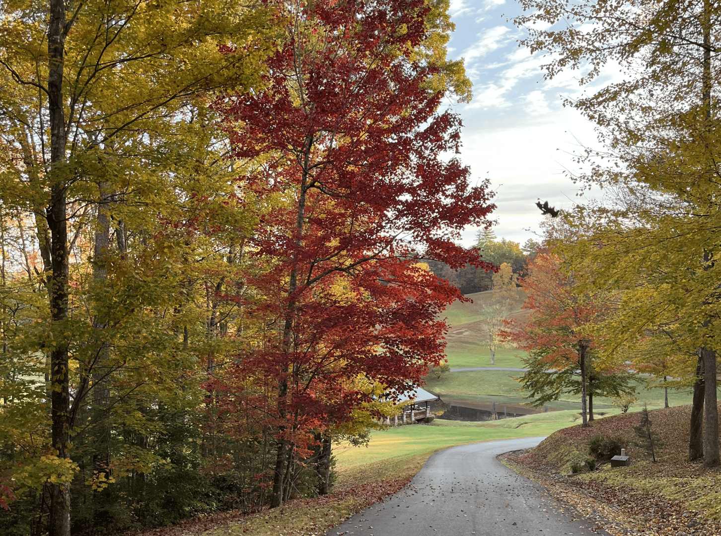 a road with trees